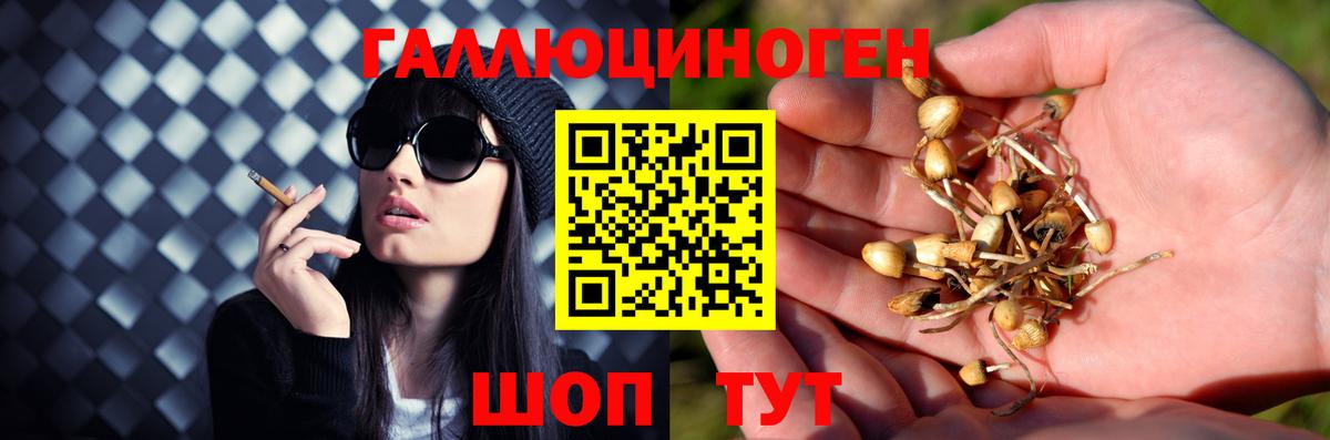 Галлюциногенные грибы Psilocybe  Вход с VPN  Полысаево  Галлюциногенные грибы Psilocybe 